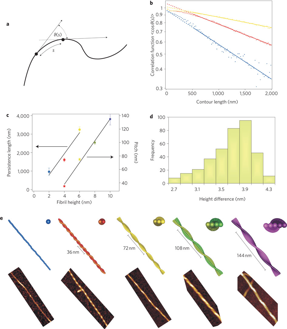 Enlarged view: Linear relation between the number of filaments and persistence length and periodicity of β-lactoglobulin fibrils from Adamcik J., Jung JM., Flakowski J., De Los Rios P., Dietler G., Mezzenga R., Nature Nanotechnology 2010